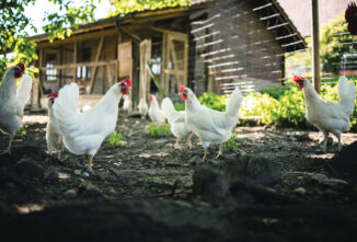 2026 USDA Poultry Rule Changes